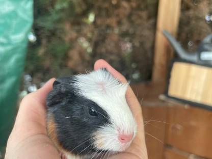 Meerschweinchen