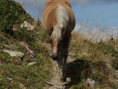 Wunderschönes Haflinger-Stutfohlen sucht ein neues Zuhause