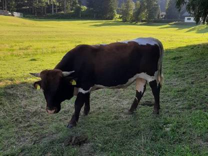 Bild 4:Pinzgauer Sprungstier