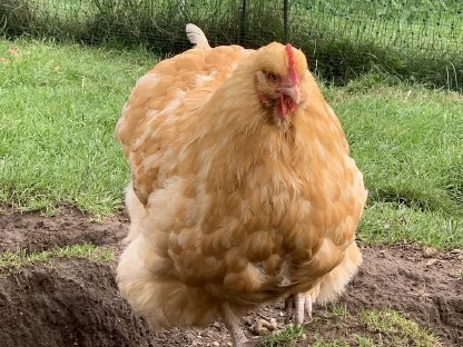 Bild 2:Orpington Hennen reinrassig