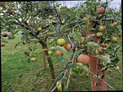 Bild 9:Bio Streuobstäpfel