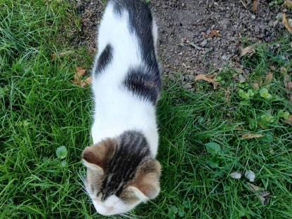 Bild 3:Weibliches Kätzchen