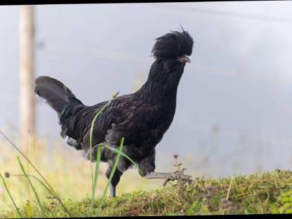 Bild 7:1 Pärchen Paduaner