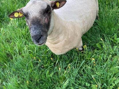 Bild 2:Shropshire-Widder