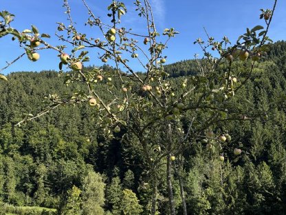 Bild 6:Bio Äpfel Zwetschgen und Mostbirnen