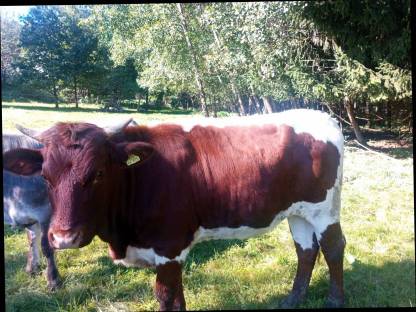 Bild 3:Pinzgauer Kalbin, Färse, Kuh