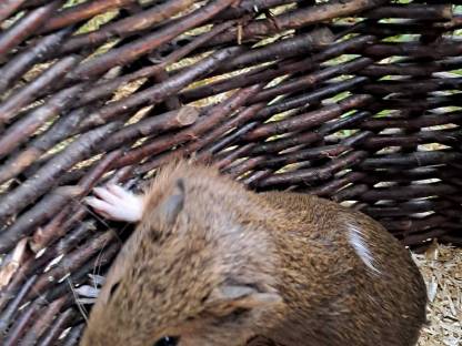 Bild 6:Junge Meerschweinchen