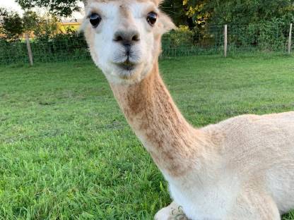 Bild 2:Alpaka Zuchtstute