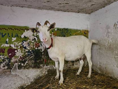 Bild 9:Bio-Milchziegen und Bio-Ziegenkitze weiblich