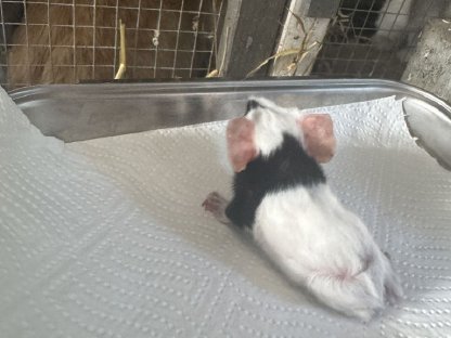 Bild 4:Meerschweinchen Peruaner Babys