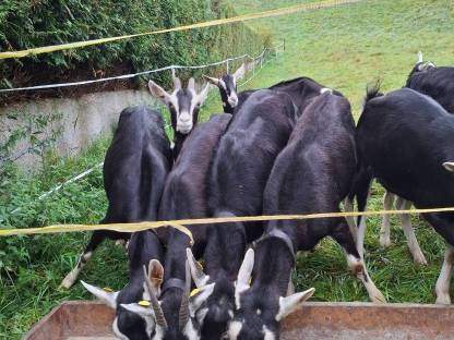 Bild 2:Bündner Strahlenziegen