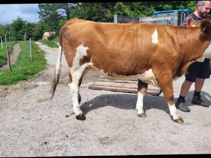 Bild 2:Fleckviehkalbin (GS Maldi x Walot)