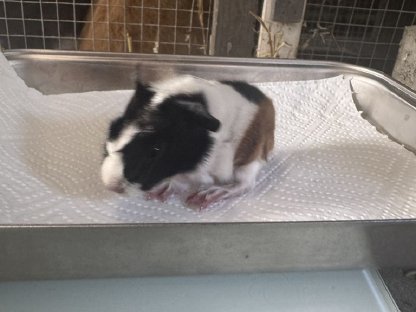 Bild 5:Meerschweinchen Peruaner Babys