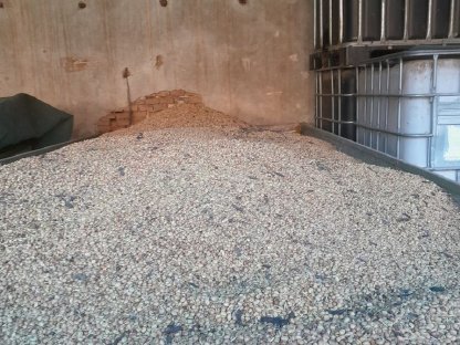 Bild 3:Bio Ackerbohne