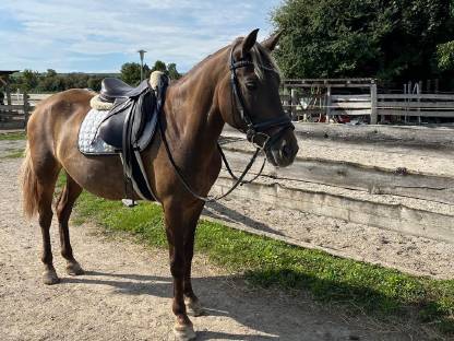 Bild 4:Bildhübsches Verlasspferd