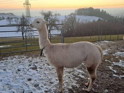 Bild 3:2 Alpakastuten zu verkaufen