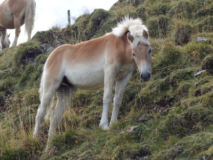 Bild 3:2 schöne Haflinger-Stutfohlen suchen ein neues Zuhause