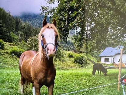 Bild 3:Welsh A Kinderpony