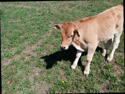 Bild 2:BIO Murbodner Stierkälber