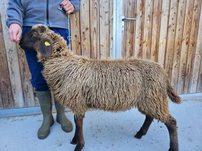 Bild 2:Brauner Bergschafwidder