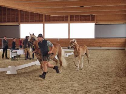Bild 7:Haflinger Hengstfohlen Amigo