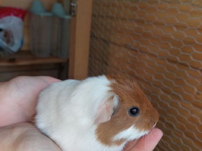Meerschweinchen Junge