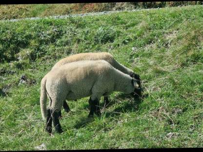 3 Suffolk Jungwidder