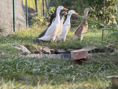 Bild 3:Schneckenpolizei