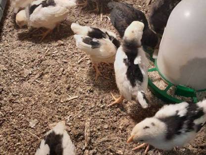 Bild 6:Leghorn Exchequer