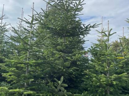 Bild 3:Christbäume 3-4 m