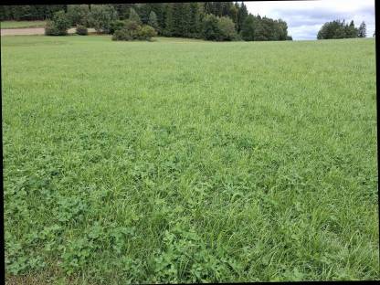 Bild 2:Vergebe 5. Schnitt