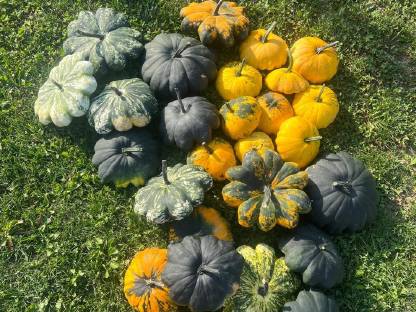 Bild 7:Zier- und Speisekürbisse zu verkaufen