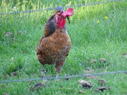 Bild 3:ISLÄNDISCHES LANDNAHMEHUHN