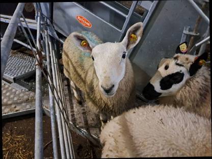 Bild 5:North Country Cheviot Böcke