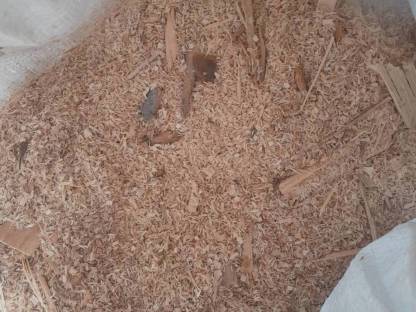 Bild 2:Buchensägespäne