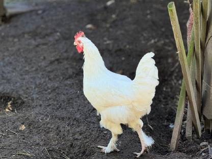 Bild 7:Reinrassige Olivleger-Hähne