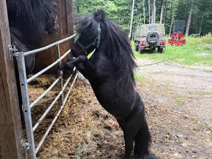 Pony Hengst