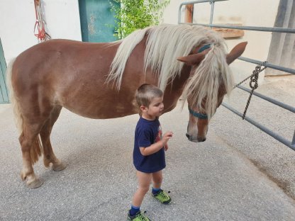 Bild 7:Lilly – Haflinger-Pony-Mix-Stute mit Reitpädagogikerfahrung