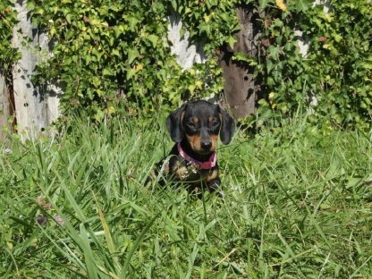 Bild 2:Standard Dackel Welpen suchen oh Traumzuhause