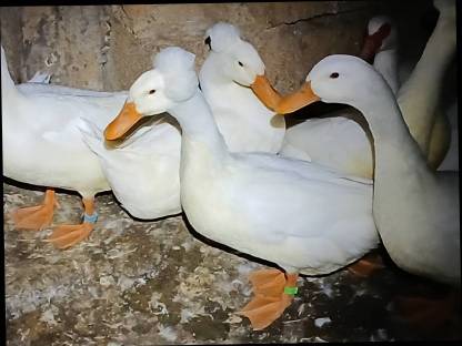 Bild 3:Landenten-Pärchen mit Haube