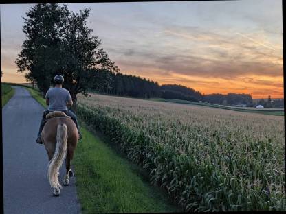 Bild 6:Ausritte mit so tollen Norikern