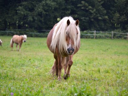 Bild 3:Lilly – Haflinger-Pony-Mix-Stute mit Reitpädagogikerfahrung