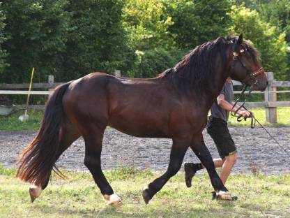 Bild 5:Noriker Hengst