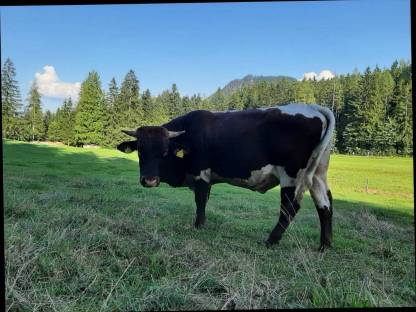 Bild 7:Pinzgauer Sprungstier