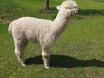 Bild 2:Alpaka