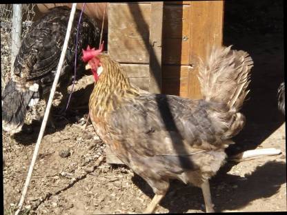 Bild 3:Hühner, Hennen, Hähne, Barnevelder