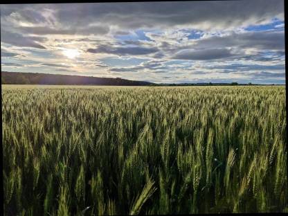 Ackerflächen zur Pacht gesucht