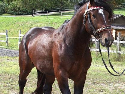 Bild 4:Noriker Hengst