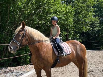 Bild 2:Noriker Fuchsstute Luzi