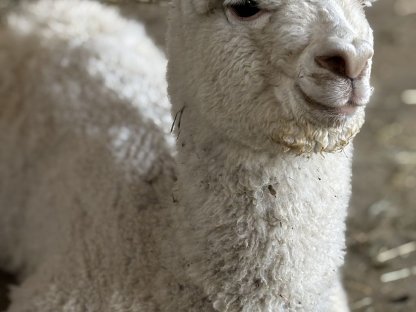 Bild 2:Alpaka Stute - AHW Bellissima